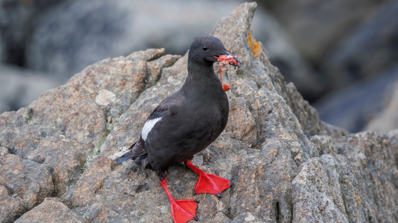 C. g. icelandicus with hermit crab | Wikimedia Commons rodia (9)