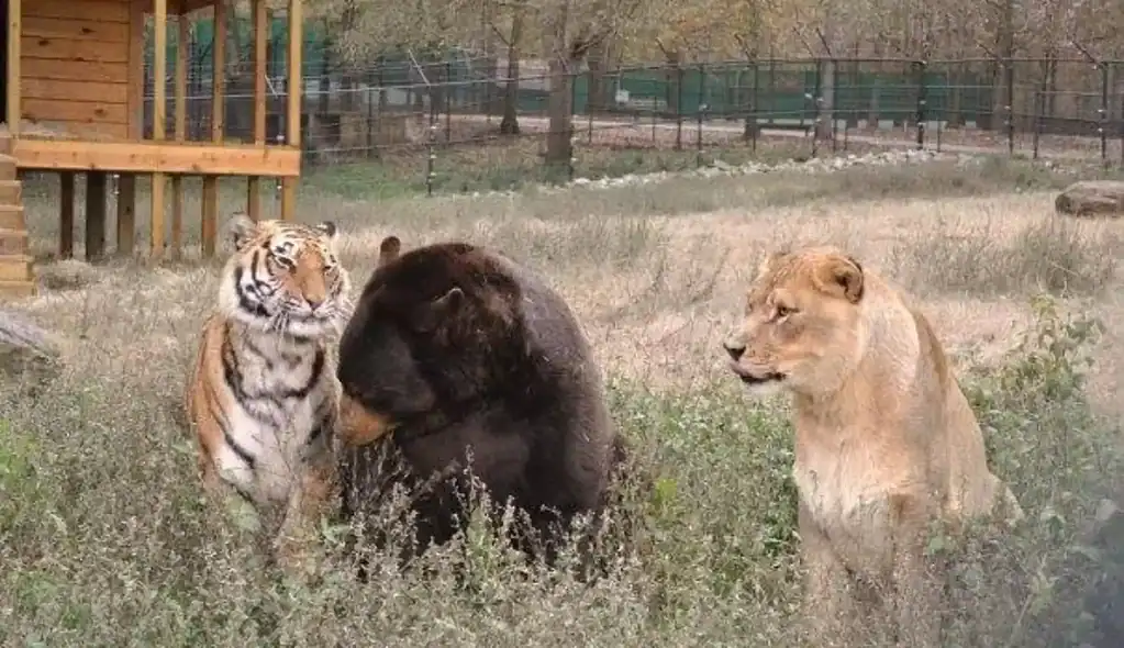 The lion, tiger and bear standing together in a field
