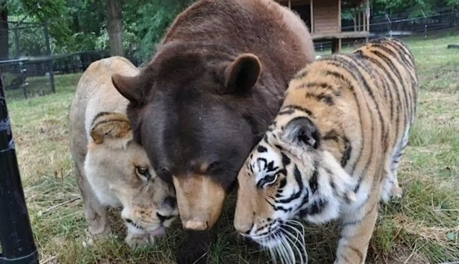 A close-up of a lion, tiger, and bear nuzzling together in a zoo enclosure, showcasing animal friendship and wildlife conservation.