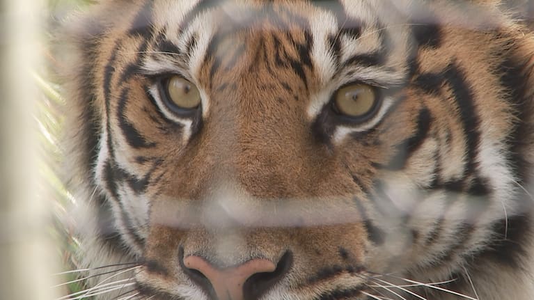 Since the reviews were published, Orana had appointed a new chief executive and employed seven additional exotic animal keepers to work with animals like lions, gorillas and other animals.
