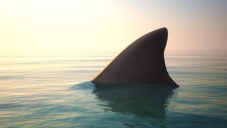 A shark fin in the water (file photo).