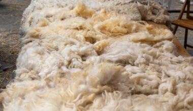 New Zealand backs clinical trial of wool bedding
