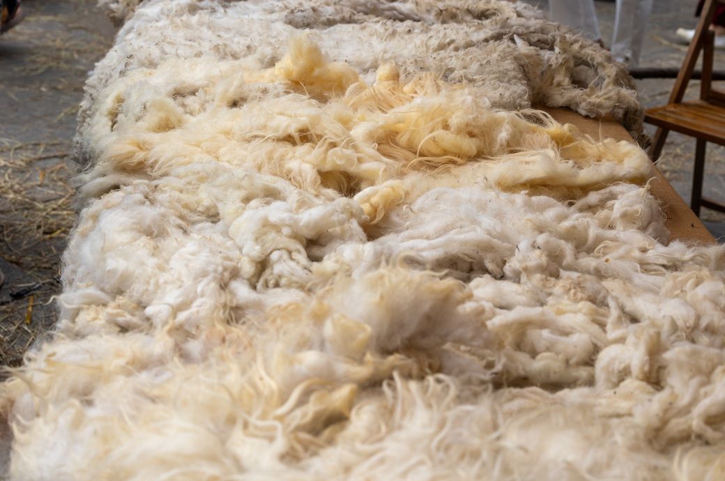 New Zealand backs clinical trial of wool bedding