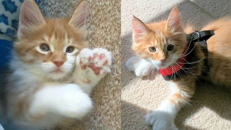 Skatty when he was a kitten, being harness trained.