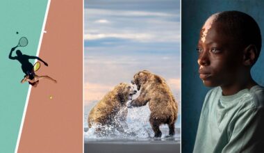 A triptych showing a tennis player from above, two grizzly bears splashing in water, and a portrait of a young boy.