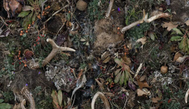 Tanya Marcuse Explores Nature and Mortality Through Large Scale Photos
