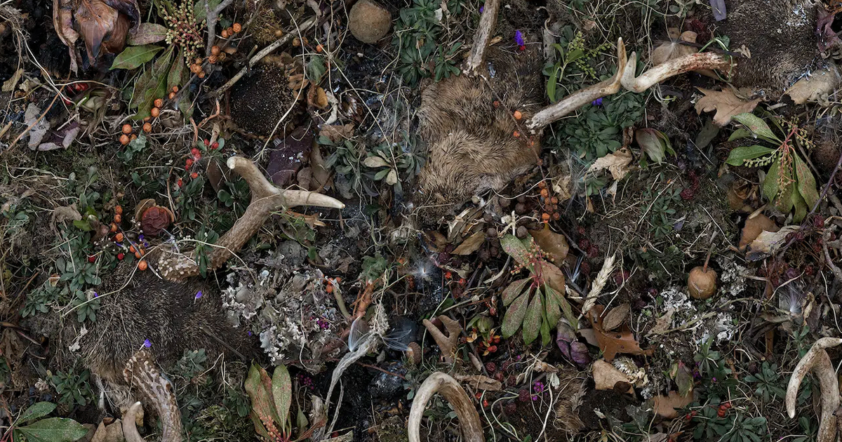 Tanya Marcuse Explores Nature and Mortality Through Large Scale Photos