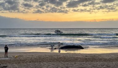 Dead humpback whale washes ashore at popular Sunshine Coast beach
