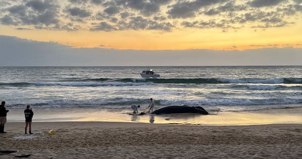 Dead humpback whale washes ashore at popular Sunshine Coast beach