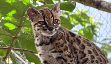 New species of 'tiny' wild cat discovered in South America