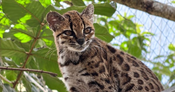 New species of 'tiny' wild cat discovered in South America