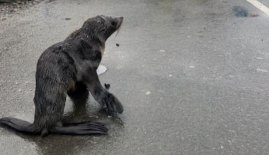 DOC reports 200% increase in seal sightings in 72 hours