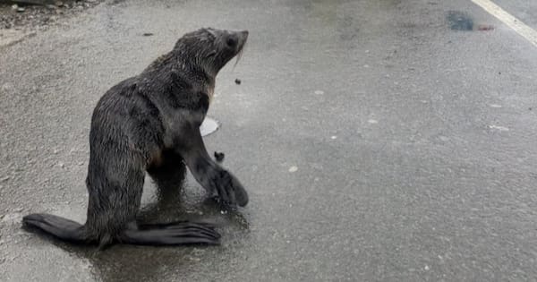DOC reports 200% increase in seal sightings in 72 hours