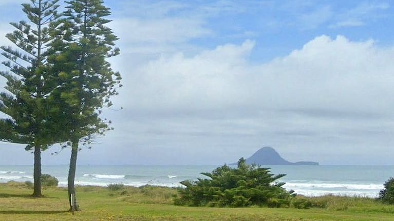 The tree as it looked before the latest vandalism