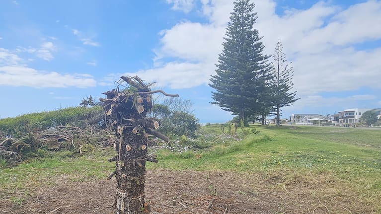 The vandalised Norfolk pine on Ocean Rd reserve land has been left without branches and bleeding sap
