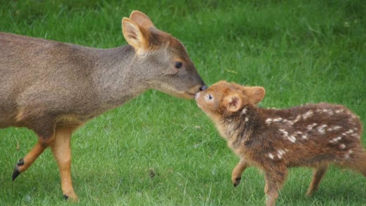 There are two recognised species commonly referred to as pudus: the northern pudu and the southern pudu. There are two recognised species commonly referred to as pudus: the northern pudu and the southern pudu.