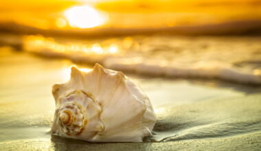 What can seashells teach us about the health of our oceans? : Short Wave : NPR