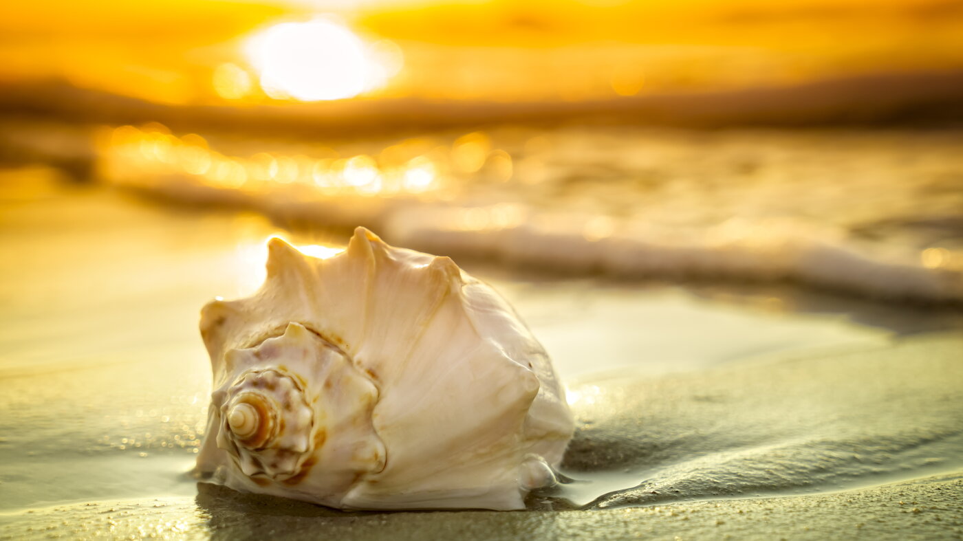 What can seashells teach us about the health of our oceans? : Short Wave : NPR