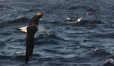 Albatrosses reveal how a volatile environment reshapes the pace of life