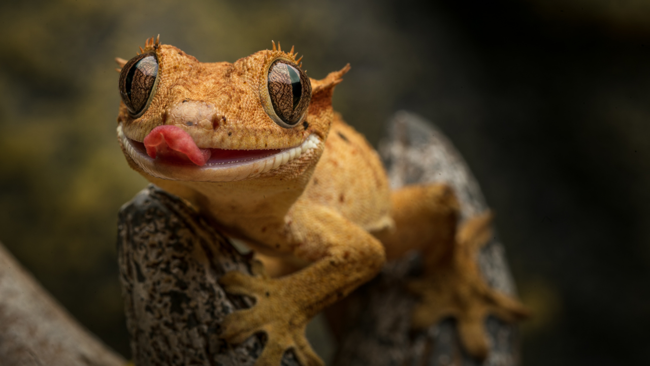 PC:Canva Why Nasa sent geckos into space without food or water