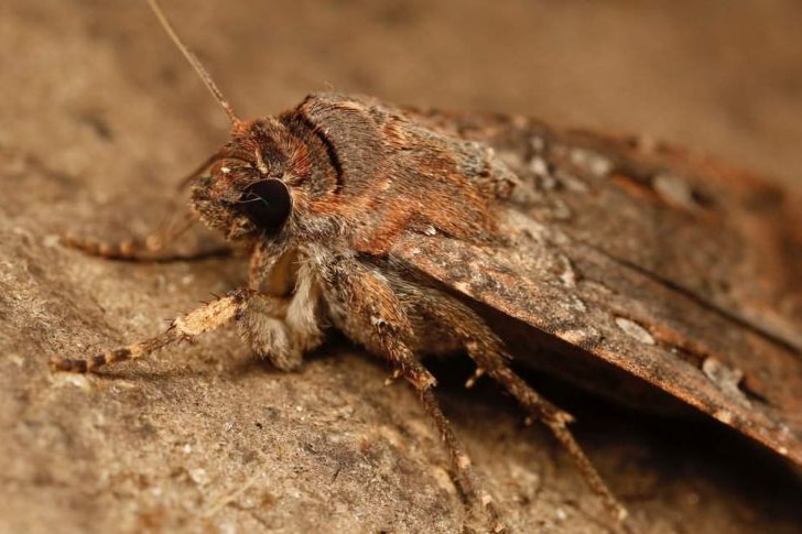 A close up picture of a Bogong moth
