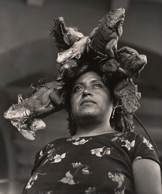 A person wearing a dress with a floral pattern looks up, with several iguanas resting on their head like a headdress.