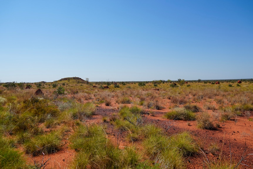 Wide shot of shrub covered red dirt with a rocky outcrop lingering in background.
