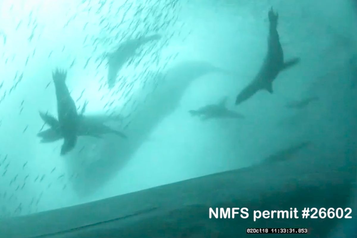 Astounding footage shows humpback whales teaming up with California sea lions to hunt in Monterey Bay