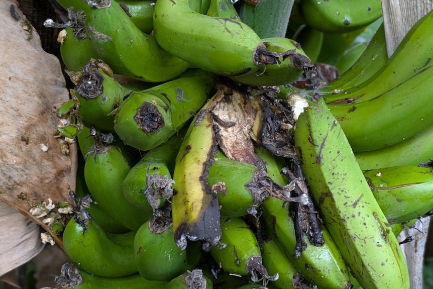 Bananas that have been eaten by a possum.