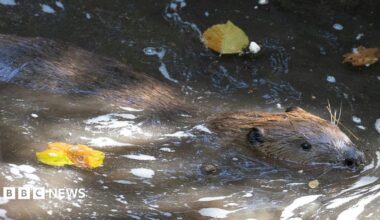 A beaver swimming in a river. There are leaves on the water.