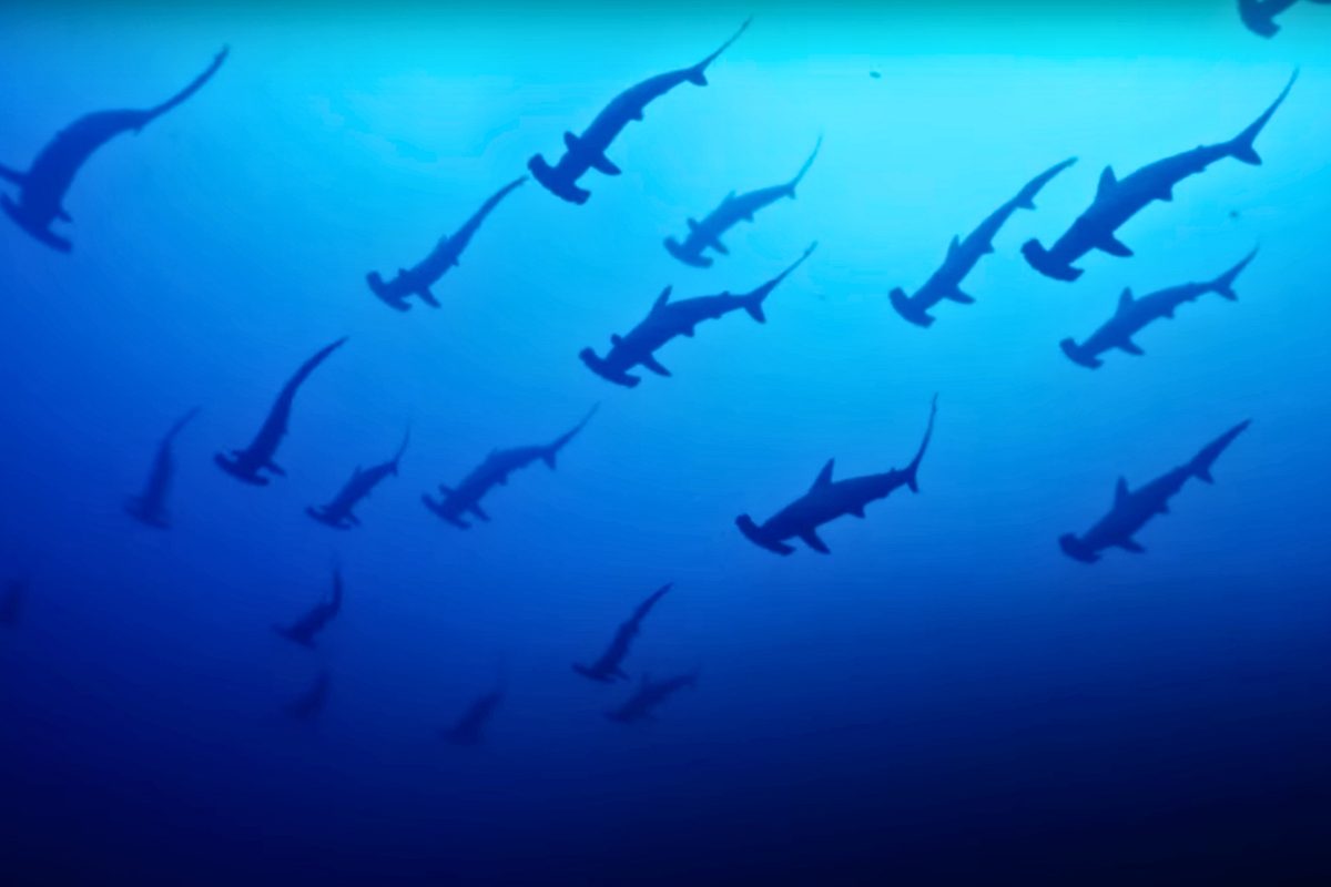 Hammerhead sharks, Mikomoto Island, Japan
