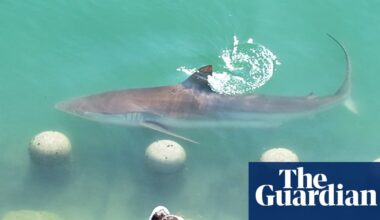 Large shark stuck in South Korean city canal draws 600,000 visitors | South Korea