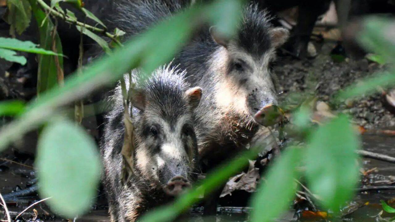 PC: Osa Conservation 13 white-lipped peccaries return to Costa Rica’s national park<br>
