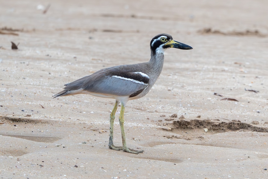 A beach stone-curlew standing on sand, it has grey, black and white feathers with yellow on the legs and beak.