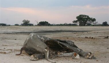 Where Elephants Fall, Their Impact Echoes for Years