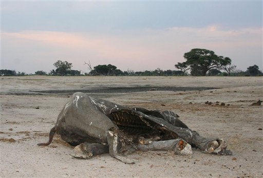 Where Elephants Fall, Their Impact Echoes for Years