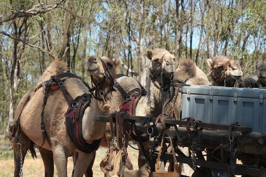 A line of camels tied to the back of an old fashioned wagon