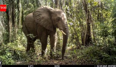 Up to 1,000 elephants climb Tanzania’s 6,500-foot Udzungwa Mountains; 529 recorded using a new 14-km protected wildlife corridor linking their historic habitats with Nyerere National Park across the Kilombero Valley