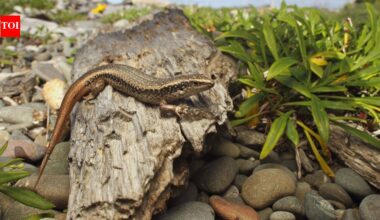 New Zealand built a 676-square-metre pest-proof sanctuary for rare skinks; four were released in 2026 to rebuild a mainland population |