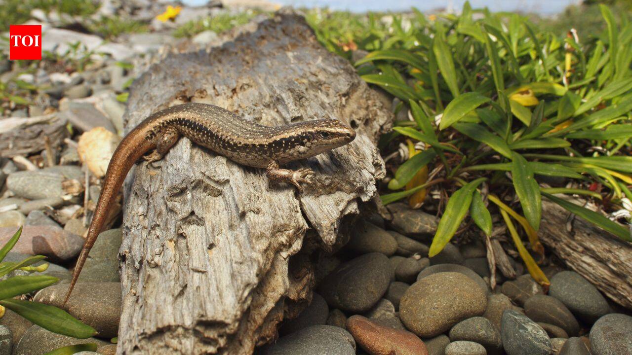 New Zealand built a 676-square-metre pest-proof sanctuary for rare skinks; four were released in 2026 to rebuild a mainland population |