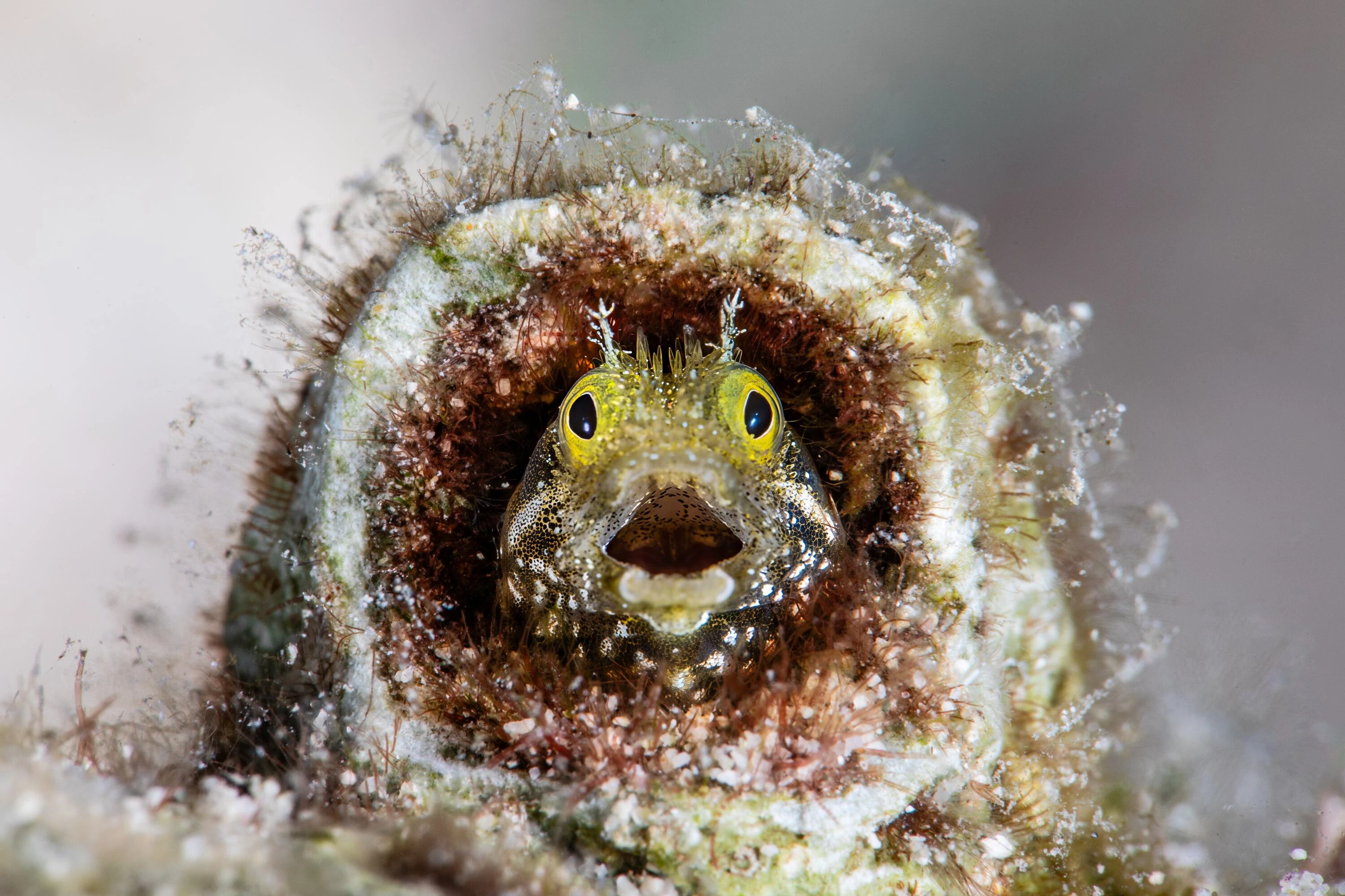 A shocked frogfish 