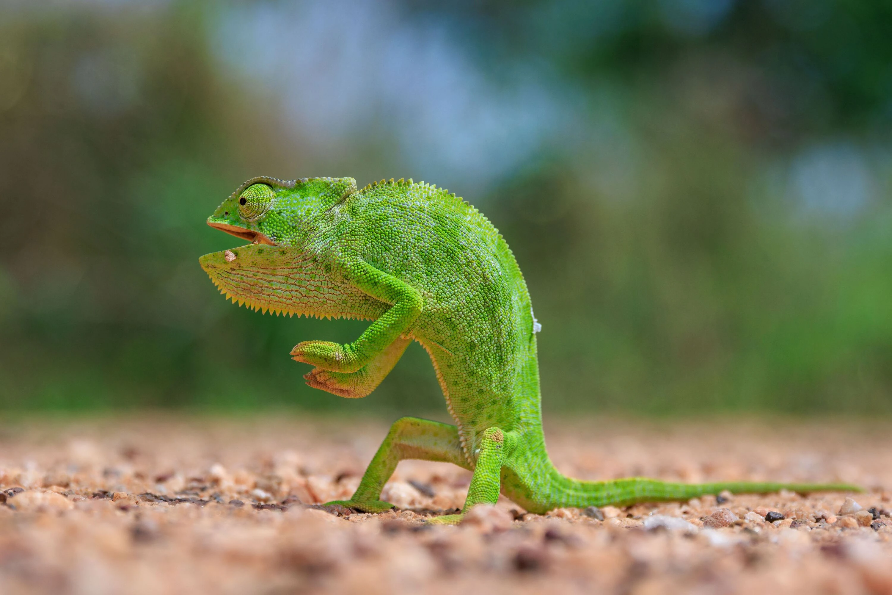 Chameleon tiptoes across the ground