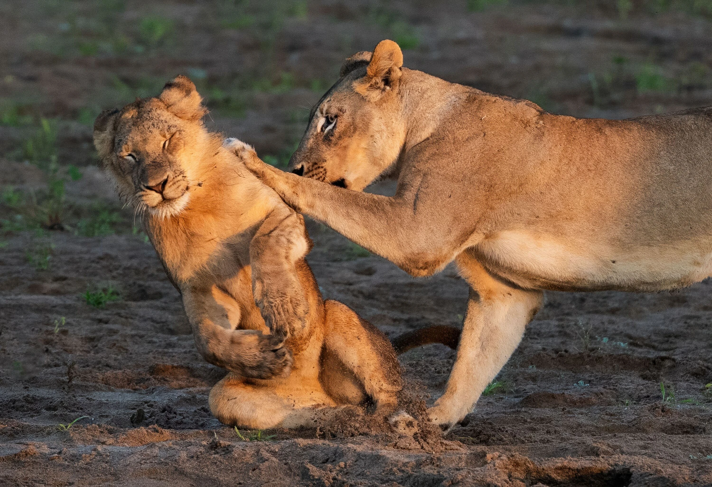 Lions playing
