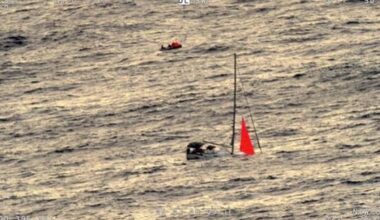 Gang of eight sperm whales sink yacht after ramming boat in South Pacific