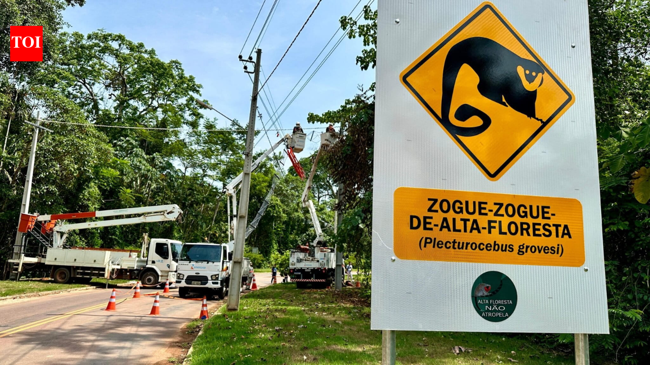 Eight rope bridges over an Amazon road recorded 15,000 wildlife crossings in Brazil; not a single roadkill was recorded | World News