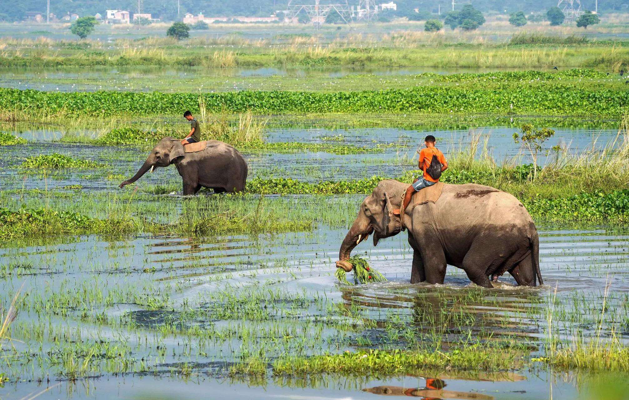 Not just about wildlife, it’s about the essential ecosystems that sustain human life file photo