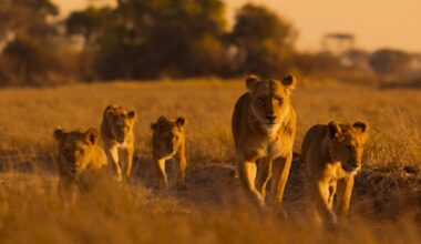 A lioness witt four cubs walks in the savannah of the Busanga Plains