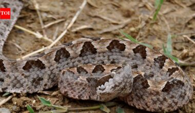 Malayan pit viper: How Southeast Asia’s venomous snake varies in venom, hunts rodents and survives across forests and cultivated habitats |