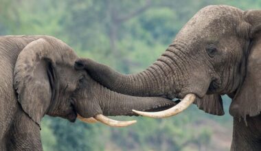 Uganda’s UN-supported wildlife forensics lab turns ivory seizures into convictions