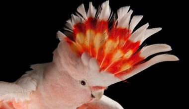 Why Brisbane 2032 emblem designers chose a cheeky cockatoo
